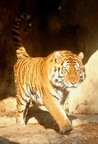 Tiger - Zoo Schmiding