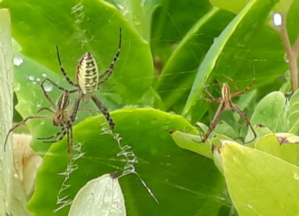  Wespenspinne Weibchen und 2 Männchen